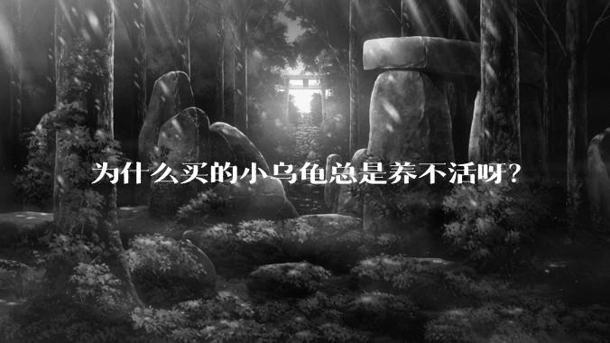 为什么买的小乌龟总是养不活呀？